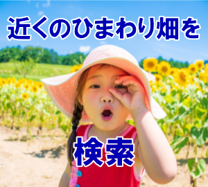 近くのひまわり畑を検索