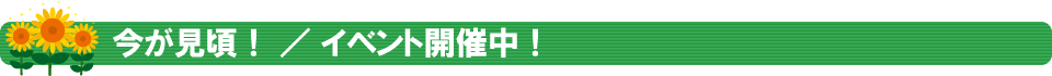 今が見頃!/イベント開催中!