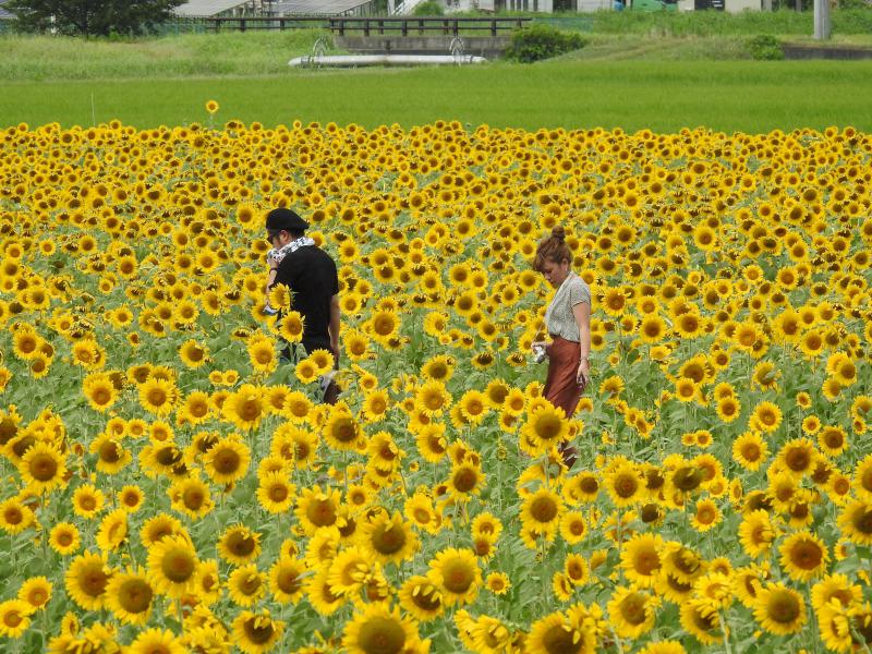 写真集 元気花 ひまわり ひまわり畑ネット