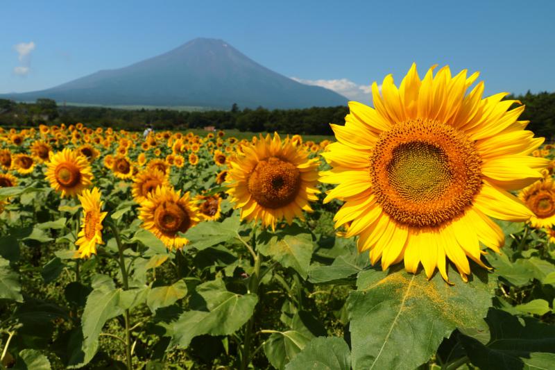 写真集 日本一の向日葵 ひまわり畑ネット