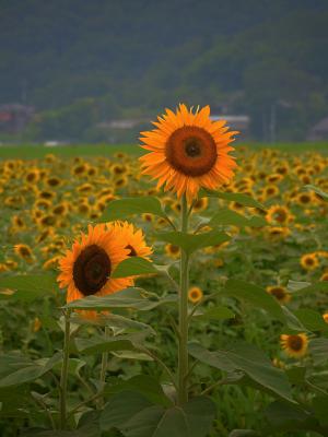 写真集 ひまわり畑ネット