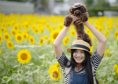 全国【ひまわり畑】26選！「関東をメイン」に各地の見頃やお