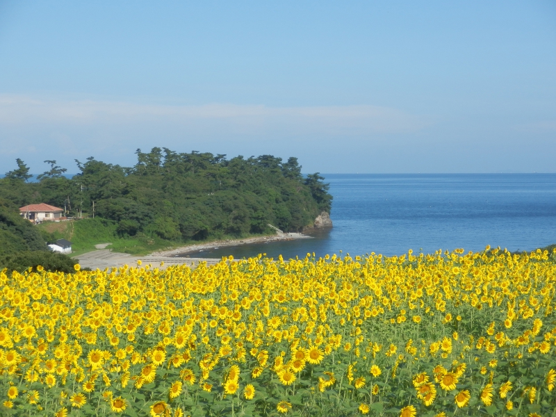 長崎鼻リゾートキャンプ場 花公園 花の岬 香々地 大分県豊後高田市見目4060 ひまわり畑ネット