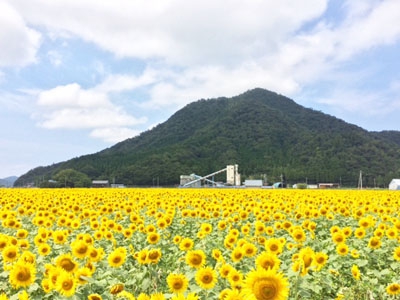 若狭小浜 恵のひまわり畑 福井県小浜市加茂 竹長 ひまわり畑ネット