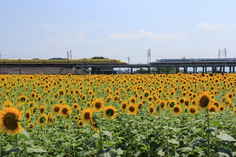 大垣ひまわり畑 岐阜県大垣市平町 ひまわり畑ネット