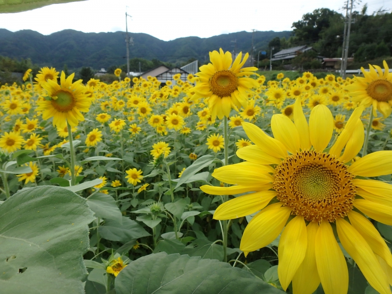 え 今頃ひまわり大原野 京都府京都市西京区大原野灰方町 京都府京都市西京区大原野北春日町1667番地 ひまわり畑ネット