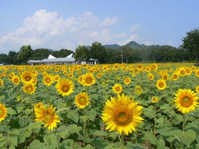 なじょもんひまわり畑 新潟県津南町大字下船渡乙5 ひまわり畑ネット なじょもんひまわり畑 新潟県津南町大字下船渡乙5 ひまわり畑ネット