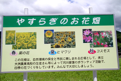 大洲市畑の前地区ひまわり畑 愛媛県大洲市五郎畑の前地区 ひまわり畑ネット 大洲市畑の前地区ひまわり畑 愛媛県大洲市五郎畑の前地区 ひまわり畑ネット