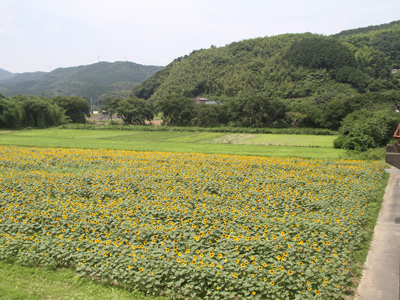 大洲市畑の前地区ひまわり畑 愛媛県大洲市五郎畑の前地区 ひまわり畑ネット 大洲市畑の前地区ひまわり畑 愛媛県大洲市五郎畑の前地区 ひまわり畑ネット