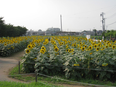ひまわり畑一覧 関東 ひまわり畑ネット ひまわり畑一覧 関東 ひまわり畑ネット