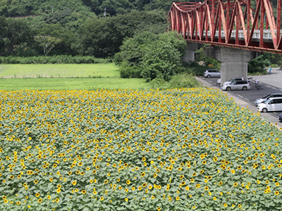 大洲市畑の前地区ひまわり畑 愛媛県大洲市五郎畑の前地区 ひまわり畑ネット