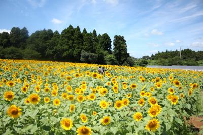 成田ゆめ牧場 ひまわり迷路 千葉県成田市名木730 3 ひまわり畑ネット