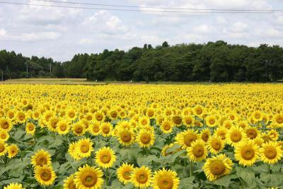 那珂総合公園 ひまわり畑 茨城県那珂市戸崎428 2 ひまわり畑ネット