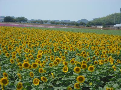 ひまわり畑一覧 中部 ひまわり畑ネット