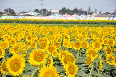 ひまわり畑一覧 関東 ひまわり畑ネット ひまわり畑一覧 関東 ひまわり畑ネット