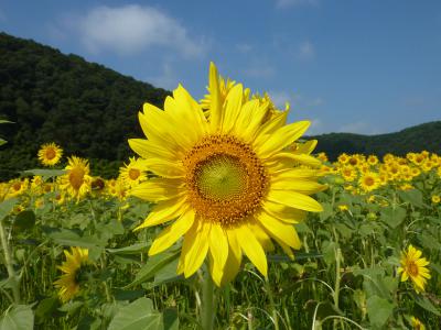 君田のひまわり畑 広島県三次市君田町藤兼 ひまわり畑ネット 君田のひまわり畑 広島県三次市君田町藤兼 ひまわり畑ネット