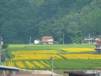 君田のひまわり畑 広島県三次市君田町藤兼 ひまわり畑ネット 君田のひまわり畑 広島県三次市君田町藤兼 ひまわり畑ネット