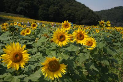 ひまわり畑一覧 関東 ひまわり畑ネット