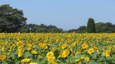 西都原のひまわり 宮崎県西都市大字三宅4941番地1 ひまわり畑ネット
