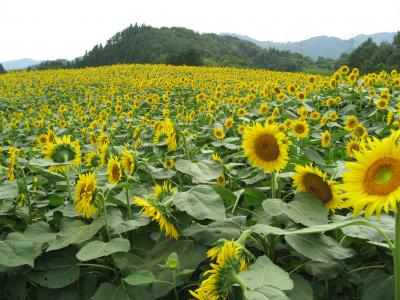 平石農場ひまわり畑 長野県下伊那郡阿南町北条3032 1 平石地区 ひまわり畑ネット