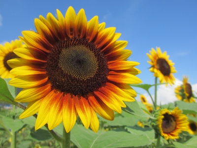 え!?今頃ひまわり大原野（京都府京都市西京区大原野南春日町