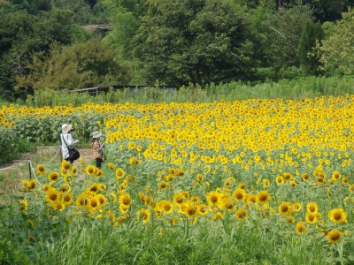 五條市上野町 こうづけちょう ひまわり園 奈良県五條市上野町２４６ ひまわり畑ネット