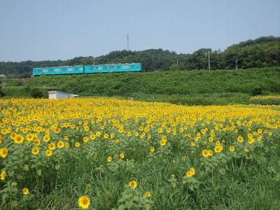 五條市上野町 こうづけちょう ひまわり園 奈良県五條市上野町２４６ ひまわり畑ネット