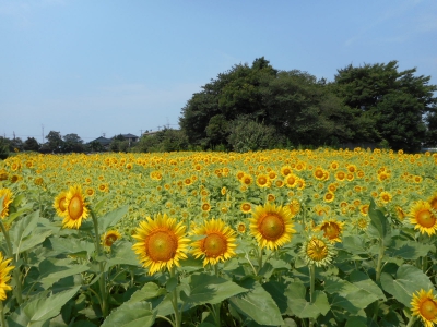 蓮田ひまわり畑 埼玉県蓮田市根金694付近 ひまわり畑ネット