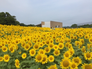 浜名湖ガーデンパーク 静岡県浜松市西区村櫛町5475 1 ひまわり畑ネット