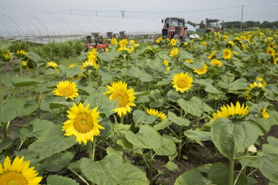 小川農場 ひまわり迷路 北海道千歳市根志越２９６ １ ひまわり畑ネット