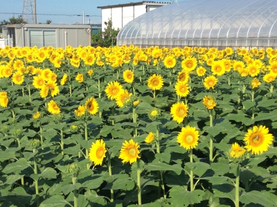 元気ファーム（埼玉県鴻巣市下谷41） - ひまわり畑ネット