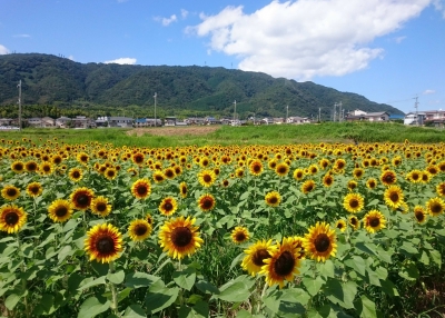 え 今頃ひまわり大原野 京都府京都市西京区大原野北春日町1667番地 ひまわり畑ネット