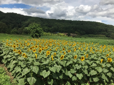 にゅうやま向日葵プロジェクト 長野県伊那市富県上新山841 ひまわり畑ネット