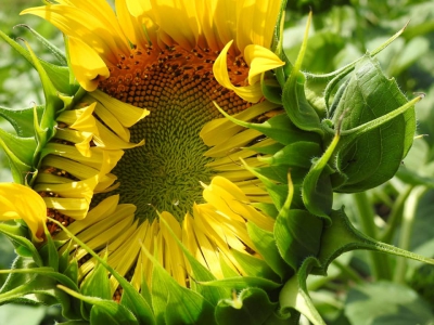 にゅうやま向日葵プロジェクト（長野県伊那市富県上新山841