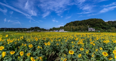 湖西 前向花畑 静岡県湖西市岡崎1667番地 ひまわり畑ネット