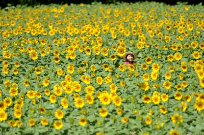 世羅高原農場 広島県世羅郡世羅町別迫1124 11 ひまわり畑ネット