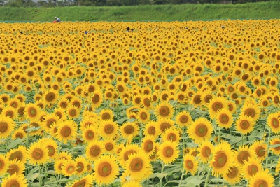 大垣ひまわり畑 岐阜県大垣市平町 ひまわり畑ネット