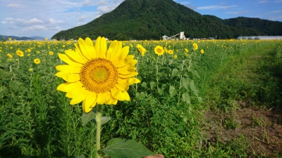若狭小浜 恵のひまわり畑 福井県小浜市加茂 竹長 ひまわり畑ネット