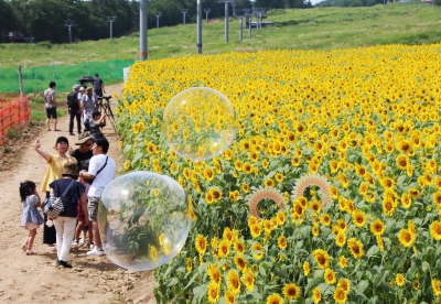 Arkopia アルコピア ひまわり園 岐阜県高山市久々野町無数河4141 飛騨舟山スノーリゾートアルコピア ひまわり畑ネット Arkopia アルコピア ひまわり園 岐阜県高山市久々野町無数河4141 飛騨舟山スノーリゾートアルコピア ひまわり畑ネット