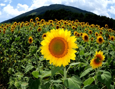 Arkopia アルコピア ひまわり園 岐阜県高山市久々野町無数河4141 飛騨舟山スノーリゾートアルコピア ひまわり畑ネット Arkopia アルコピア ひまわり園 岐阜県高山市久々野町無数河4141 飛騨舟山スノーリゾートアルコピア ひまわり畑ネット