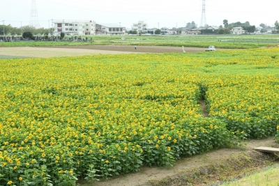 熱いぞ 太陽の花 ひまわり迷路で誰かを笑顔に 埼玉県熊谷市妻沼小島の地域内に１４か所程度 ひまわり畑ネット