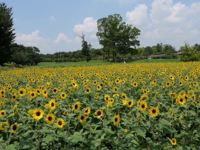 奈良県営馬見丘陵公園 奈良県北葛城郡河合町佐味田22 ひまわり畑ネット 奈良県営馬見丘陵公園 奈良県北葛城郡河合町佐味田22 ひまわり畑ネット