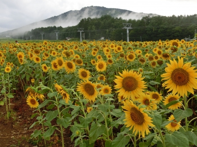 Arkopia アルコピア ひまわり園 岐阜県高山市久々野町無数河4141 飛騨舟山スノーリゾートアルコピア ひまわり畑ネット Arkopia アルコピア ひまわり園 岐阜県高山市久々野町無数河4141 飛騨舟山スノーリゾートアルコピア ひまわり畑ネット