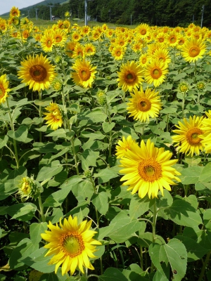Arkopia アルコピア ひまわり園 岐阜県高山市久々野町無数河4141 飛騨舟山スノーリゾートアルコピア ひまわり畑ネット Arkopia アルコピア ひまわり園 岐阜県高山市久々野町無数河4141 飛騨舟山スノーリゾートアルコピア ひまわり畑ネット
