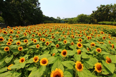 長居植物園 ひまわりウィーク 大阪府大阪市東住吉区長居公園1 23 長居植物園内 ひまわり畑ネット