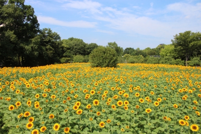 長居植物園 ひまわりウィーク 大阪府大阪市東住吉区長居公園1 23 長居植物園内 ひまわり畑ネット