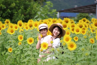 ひまわり柚遊農園 （兵庫県丹波市春日町柚津913番地） - ひまわり畑ネット