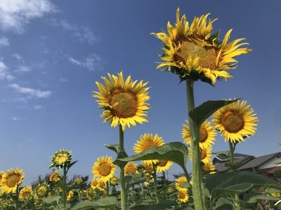 熊谷・葛和田のヒマワリ農園（第一農園 埼玉県熊谷市葛和田1428