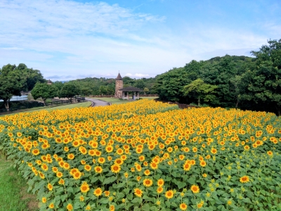 淡路島 イングランドの丘 ひまわり大作戦！（兵庫県南あわじ市
