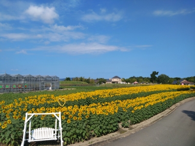 淡路島 イングランドの丘 ひまわり大作戦！（兵庫県南あわじ市